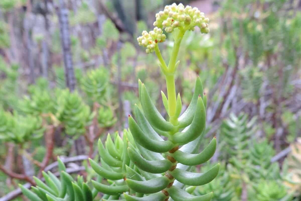 The Miniature Pine Tree (Crassula Tetragona)