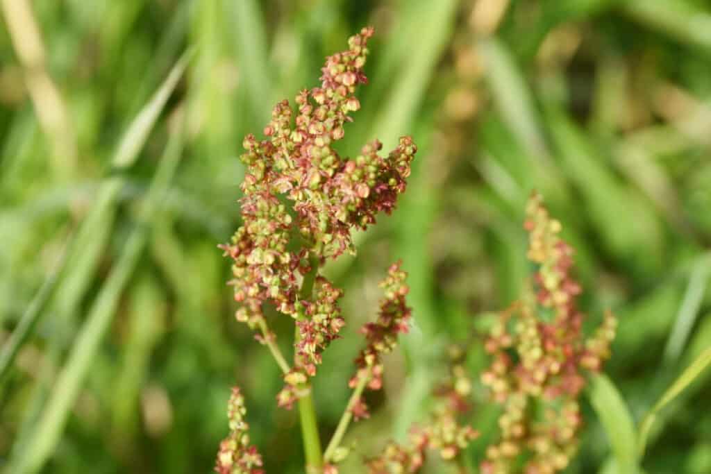 Sheep Sorrel - Wild Edible Plant