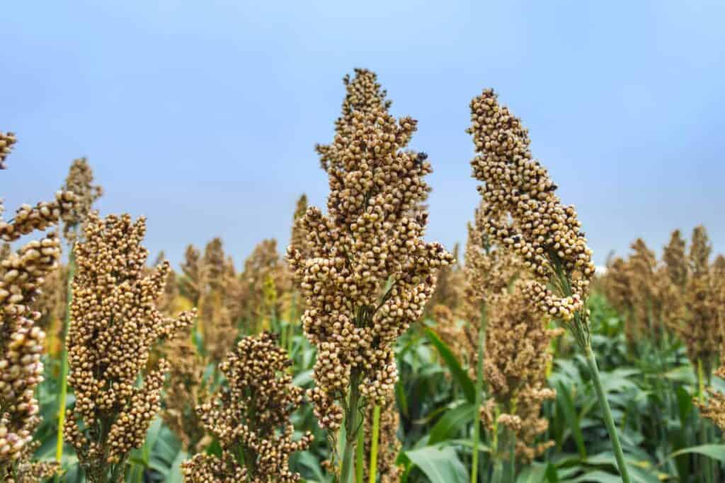 A field of protein and carb-rich sorghum plants stands under a clear blue sky, with green leaves visible beneath the grain heads.