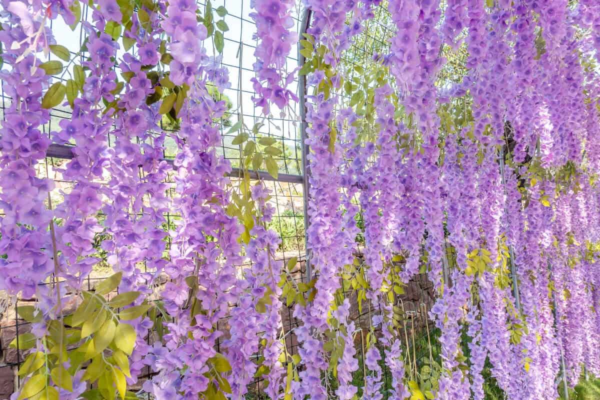 Wisteria - Edible Wild Flowers