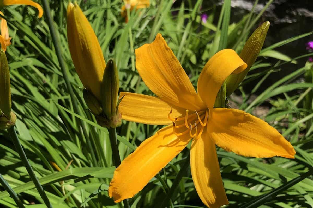 Daylilies - Edible Wild Flowers