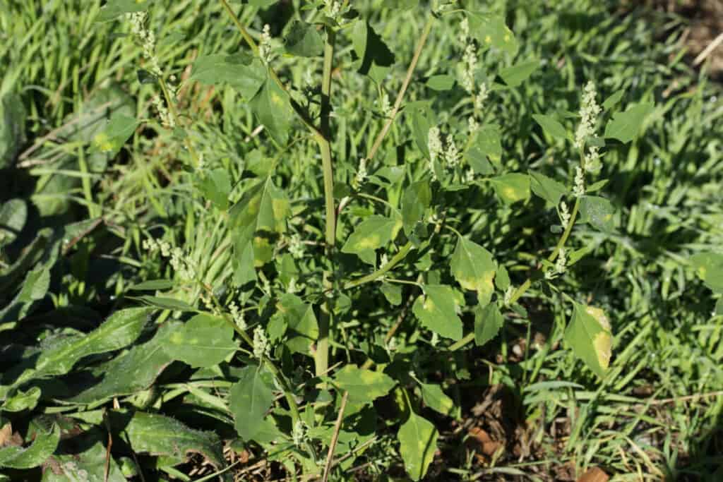 Lamb's Quarters - Edible Weeds