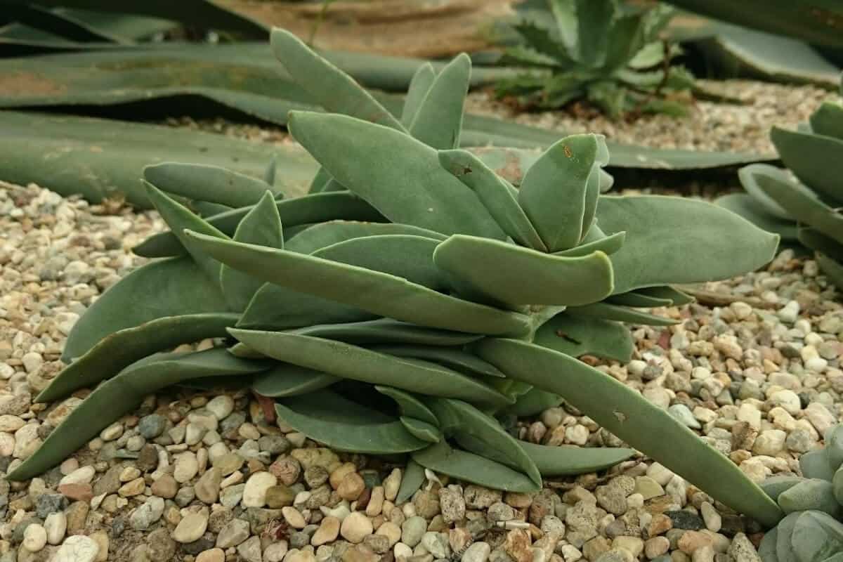 The Propeller Plant (Crassula Falcata)