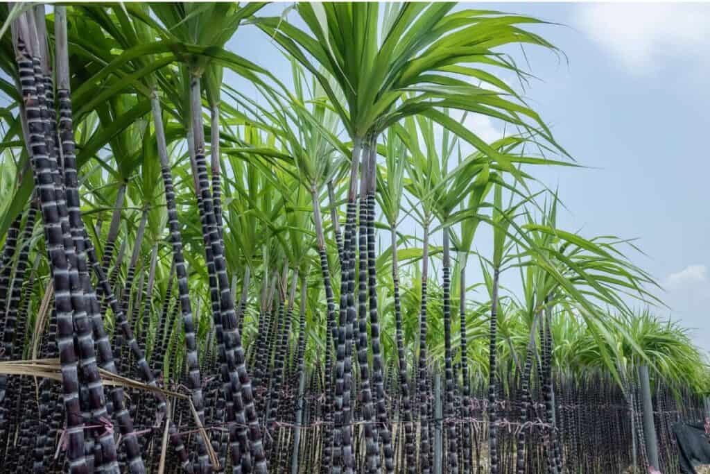 A sugarcane field, with tall, healthy green stalks, stands against a clear blue sky, perfect for making sweet and fibrous juice.