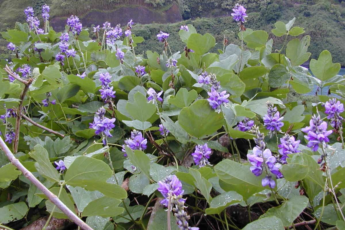 Kudzu - Edible Wild Flowers