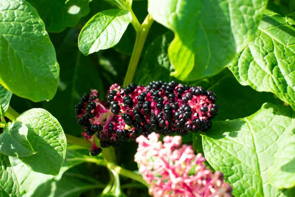 A pokeweed plant with clusters of bright purple berries among large green leaves. 