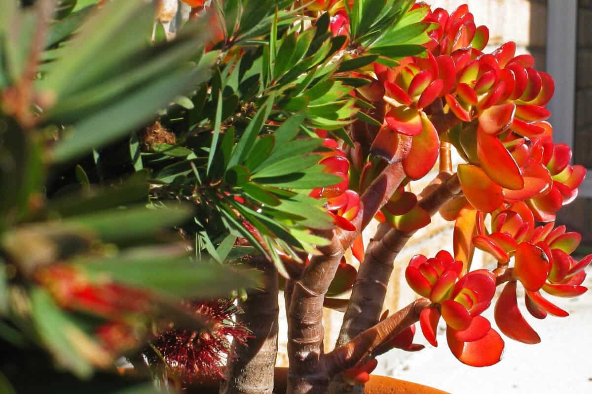 Red Dwarf Jade Plant (Crassula Ovata ‘Crosby’s Red)