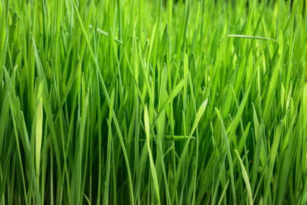 A close-up of a field of wheatgrass, the second most produced cereal after corn.