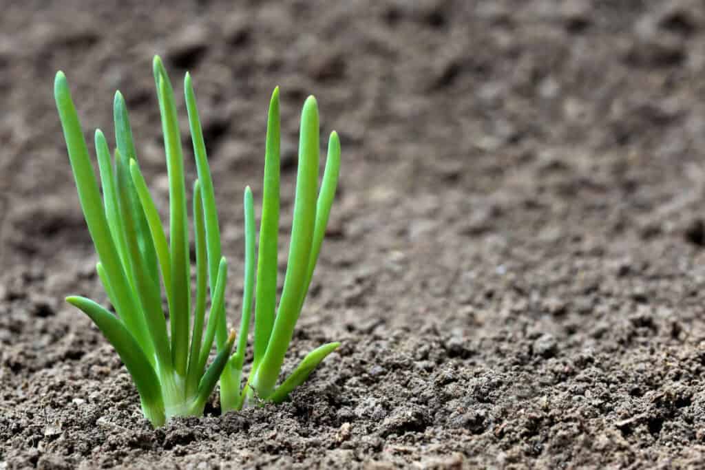 Wild Onion Allium Species - Wild Edible Plant