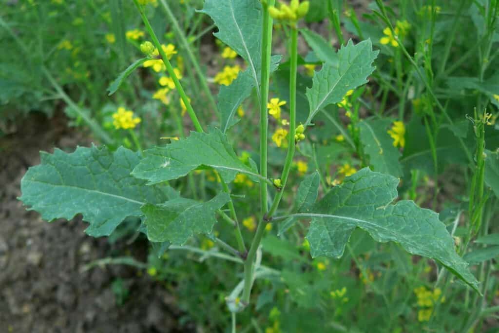 Black Mustard - Edible Weeds