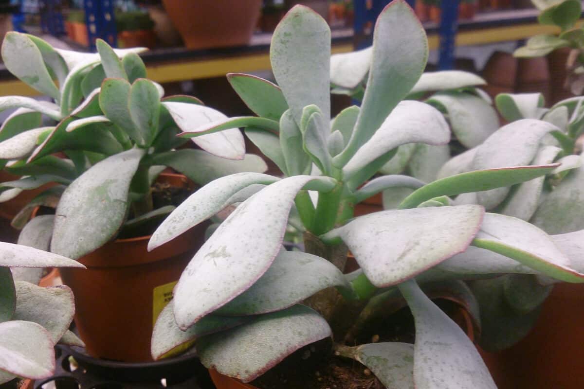 Silver Dollar Plant (Crassula Arborescens)