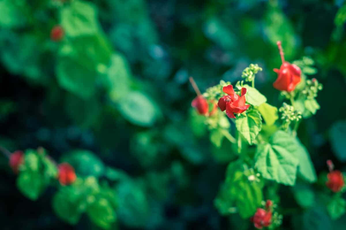 Turks Cap - Edible Wild Flowers