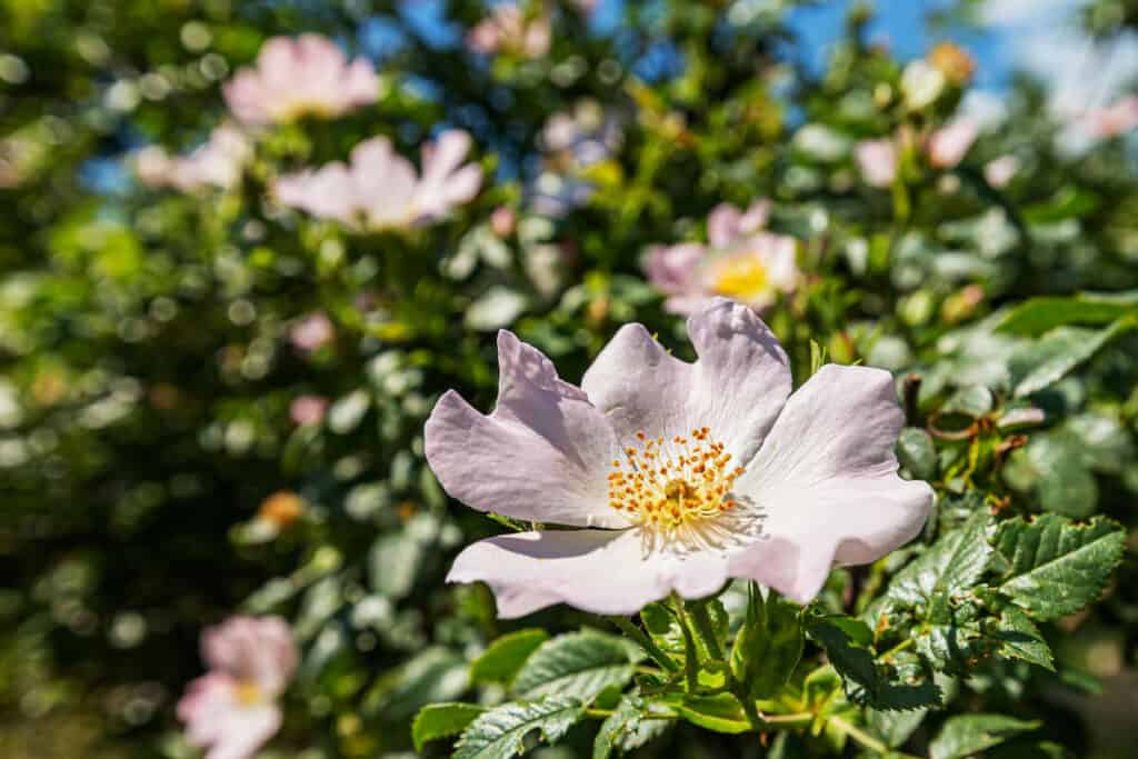 Wild Rose - Wild Edible Plant