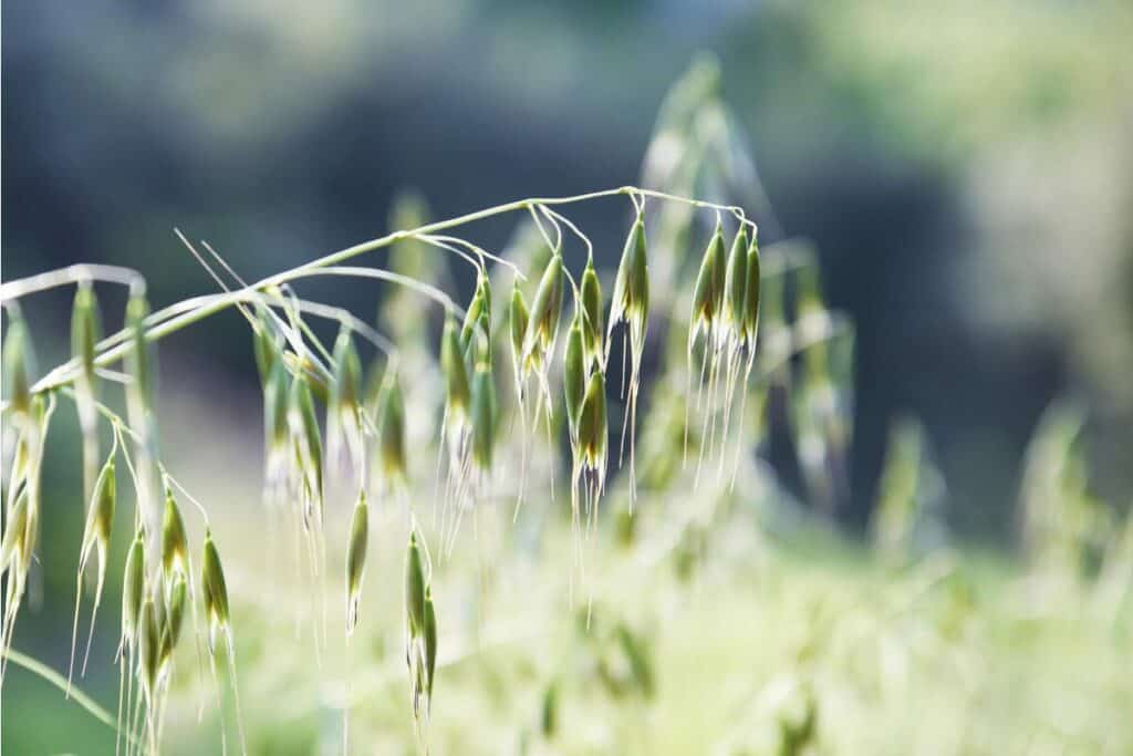 Close-up of a field of oats, a popular breakfast food, showing thin light-green stalks with clusters of hanging oat grains.