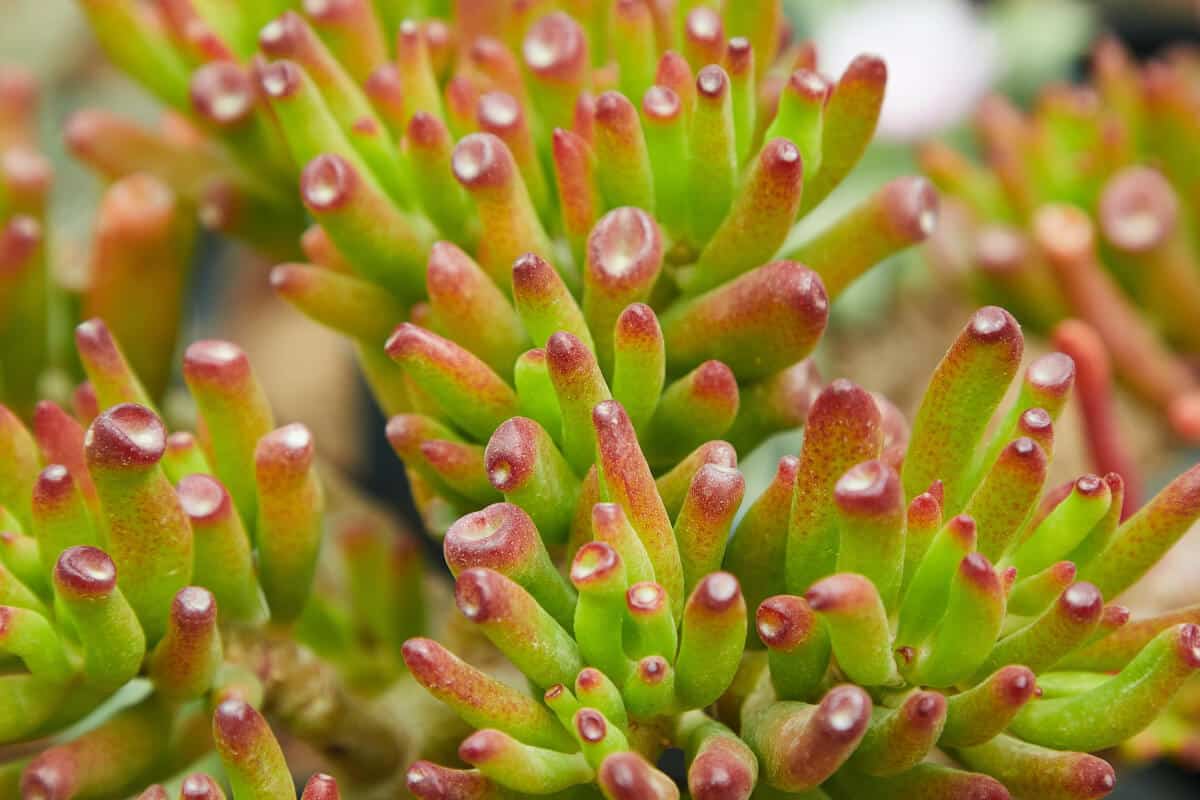 ET’s Fingers Jade (Crassula Ovata ‘Skinny Fingers’)