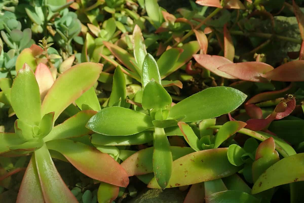 Tom Thumb (Crassula Capitella)