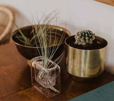 Air Plants Small Houseplant