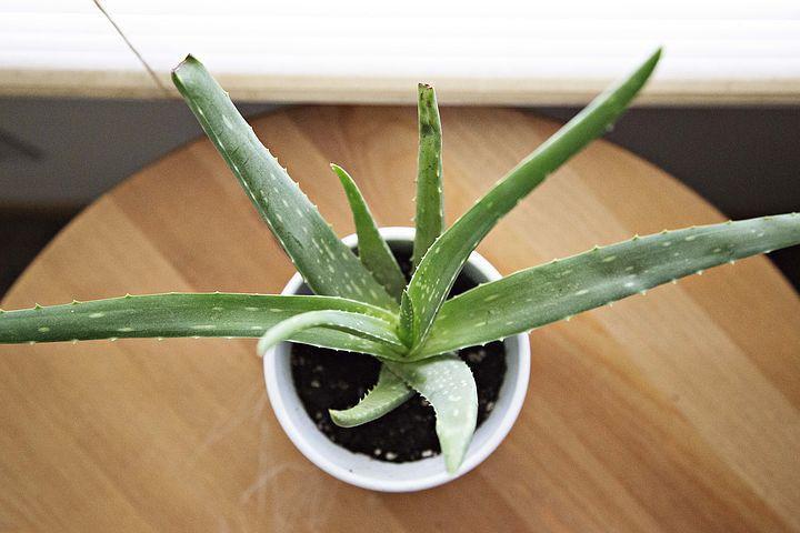 Aloe Vera Best Indoor Plant