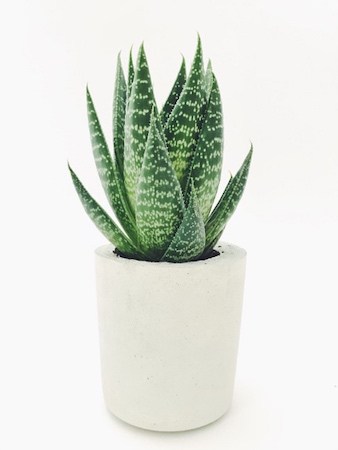 Aloe Vera Plant Most Common and Popular Houseplant