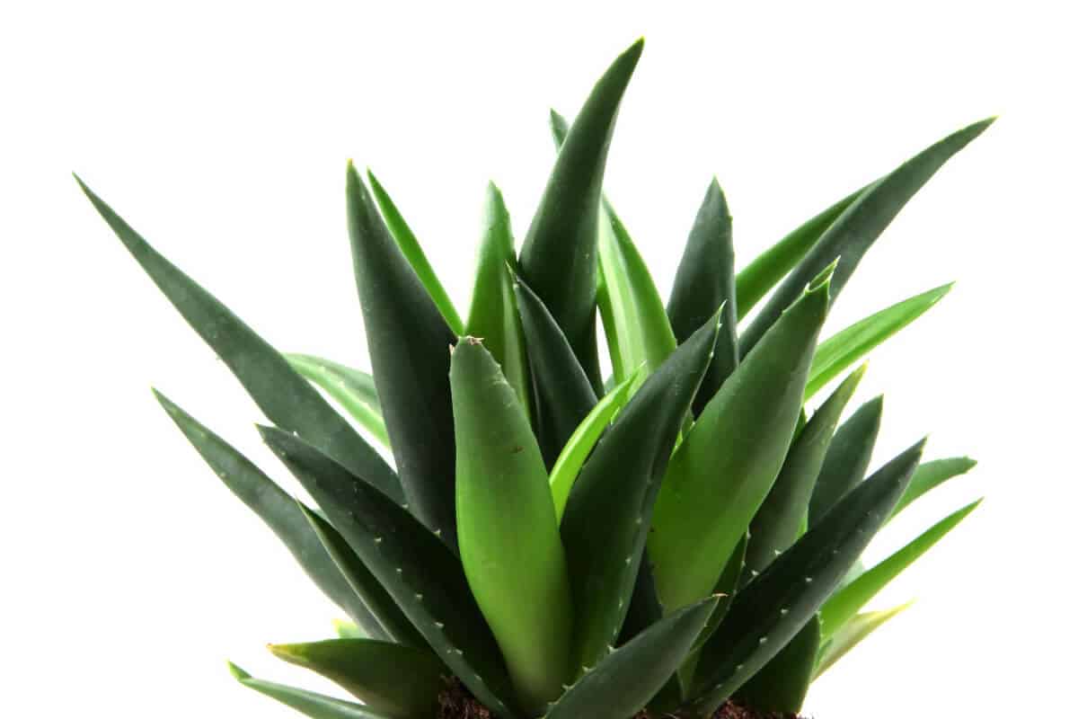 Aloe