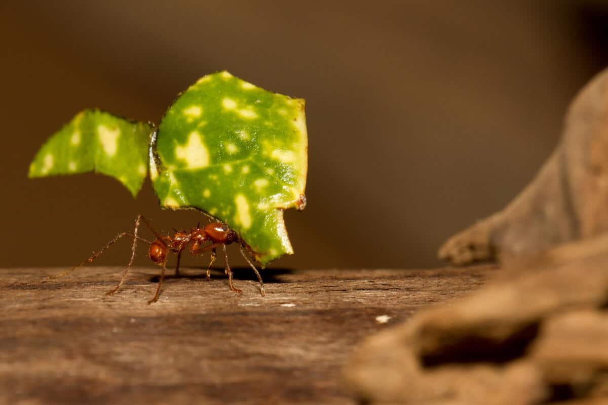 Leafcuttef Ants as Problem for Sunflower Plants