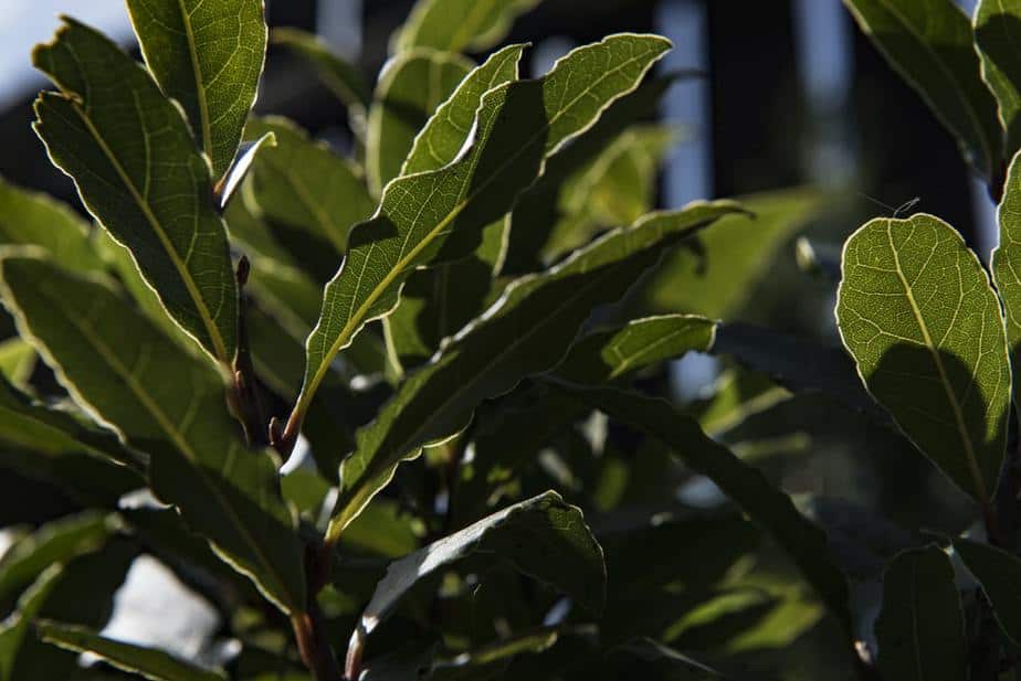 Bay Leaves Plants That Repel Flies