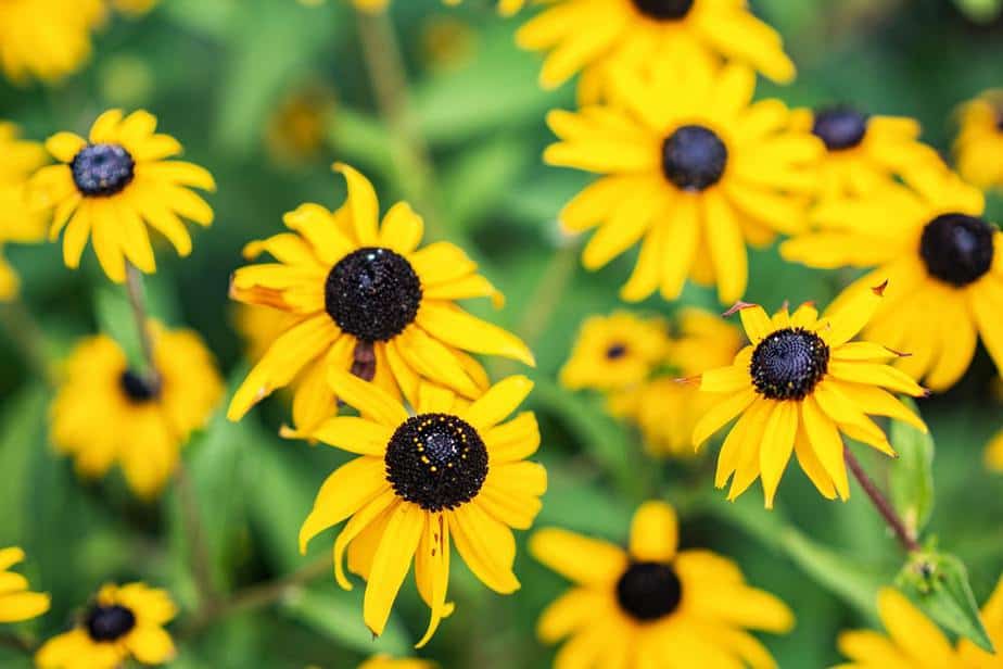 Black Eyed Susan Plant Indoor Climbing Plant