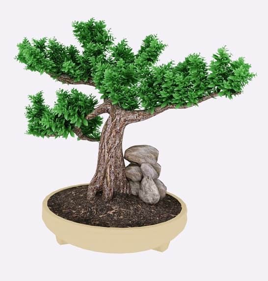 Bonsai Tree