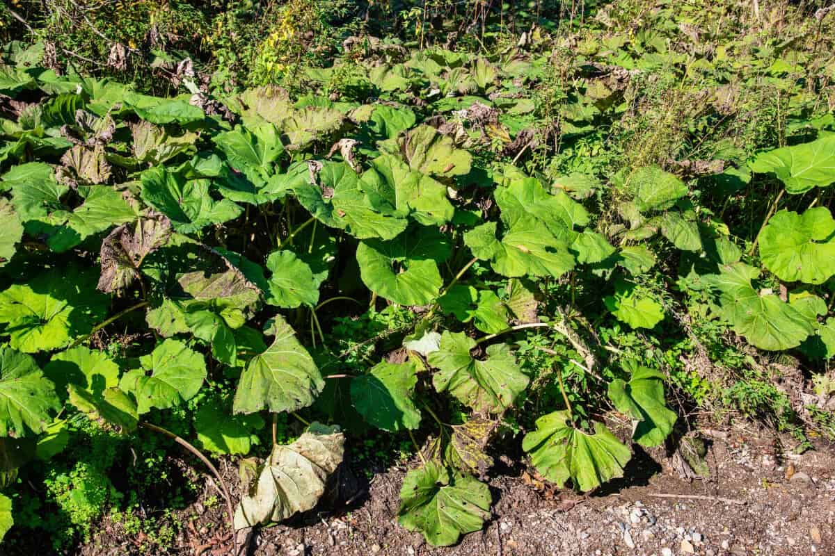 Butterbur