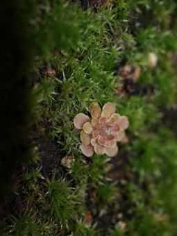 Butterwort Plant Carnivorous Houseplantt