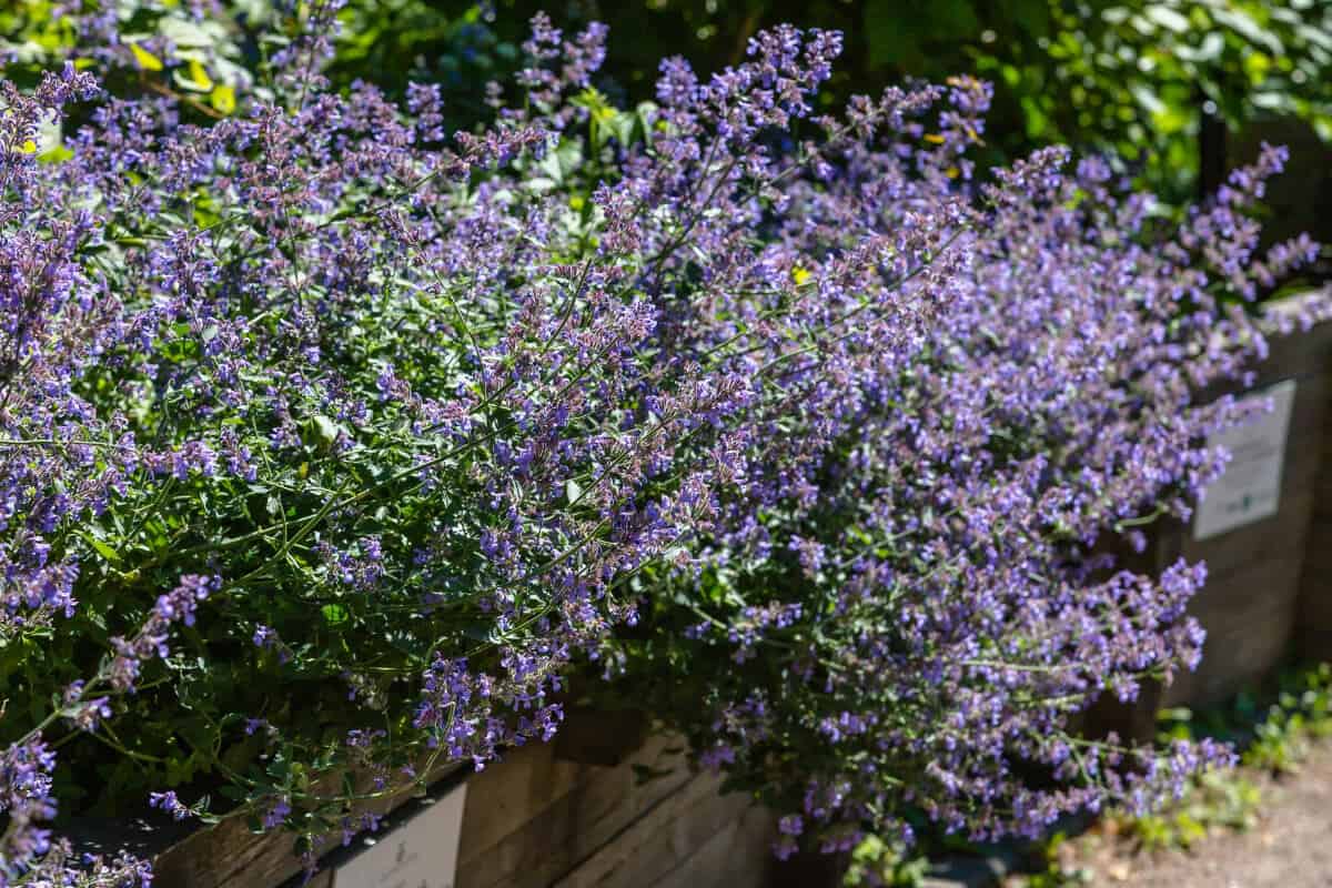 Catnip Plants