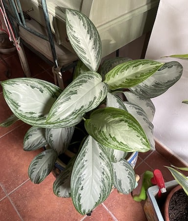 Chinese Evergreen Poisonous Houseplant