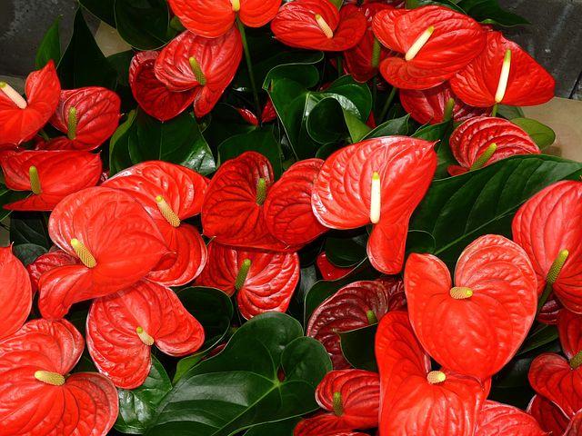 Anthurium Colorful Houseplant