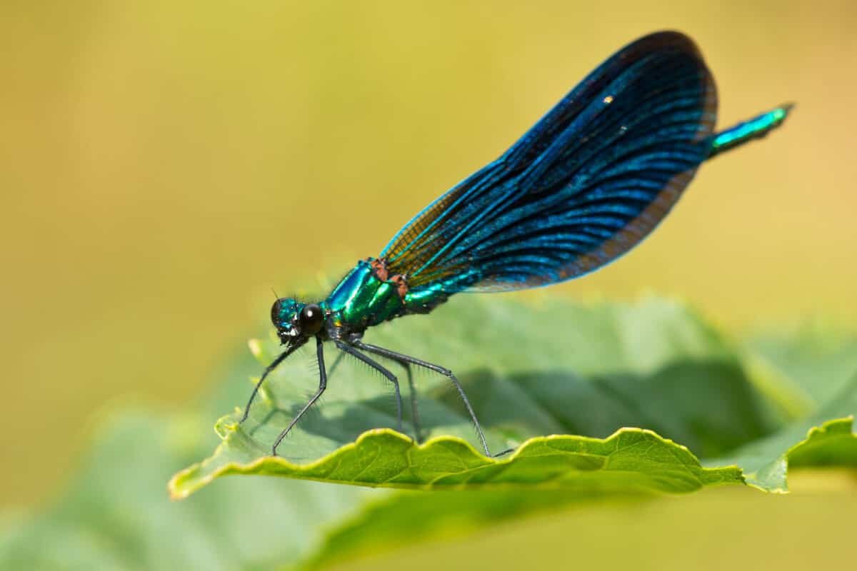 Damselfly