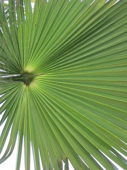 Fan Palm