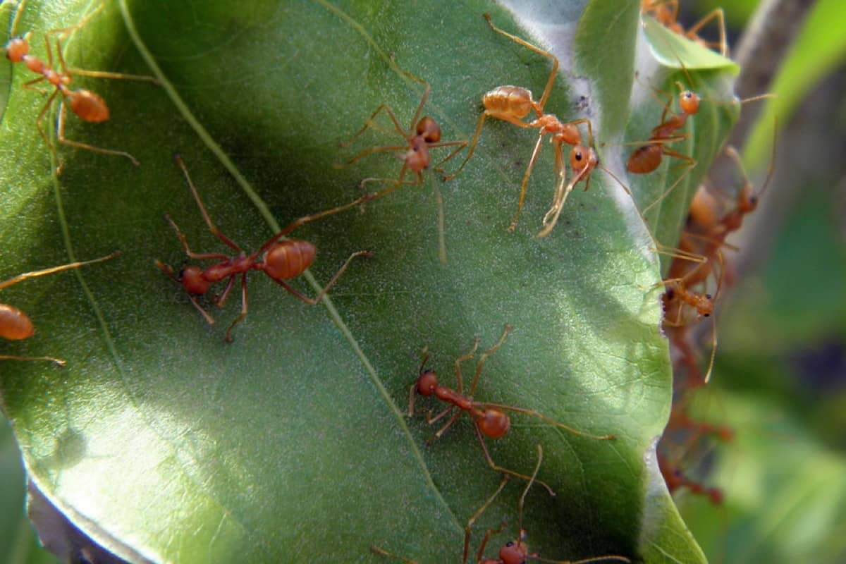 Fire Ants