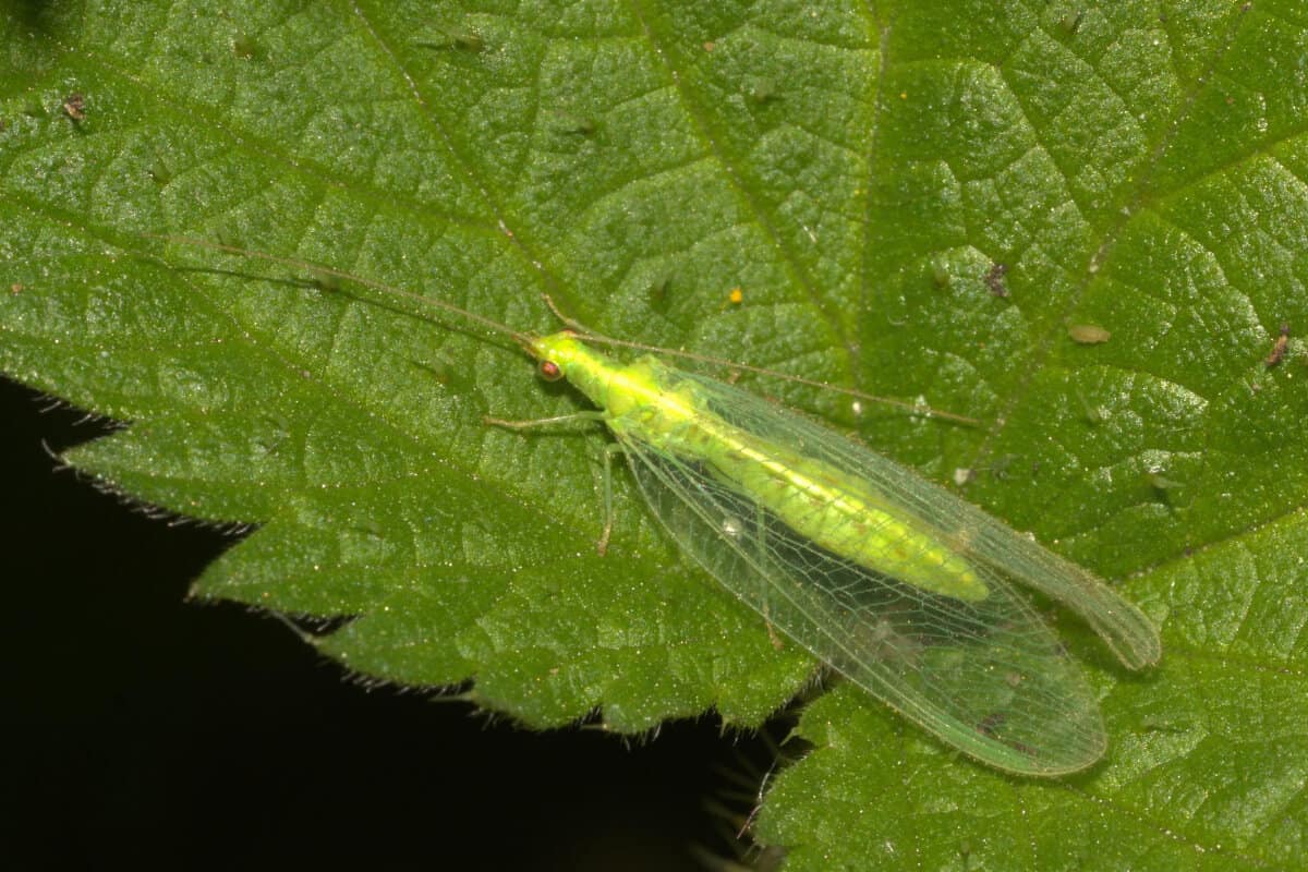 Green Lacewing