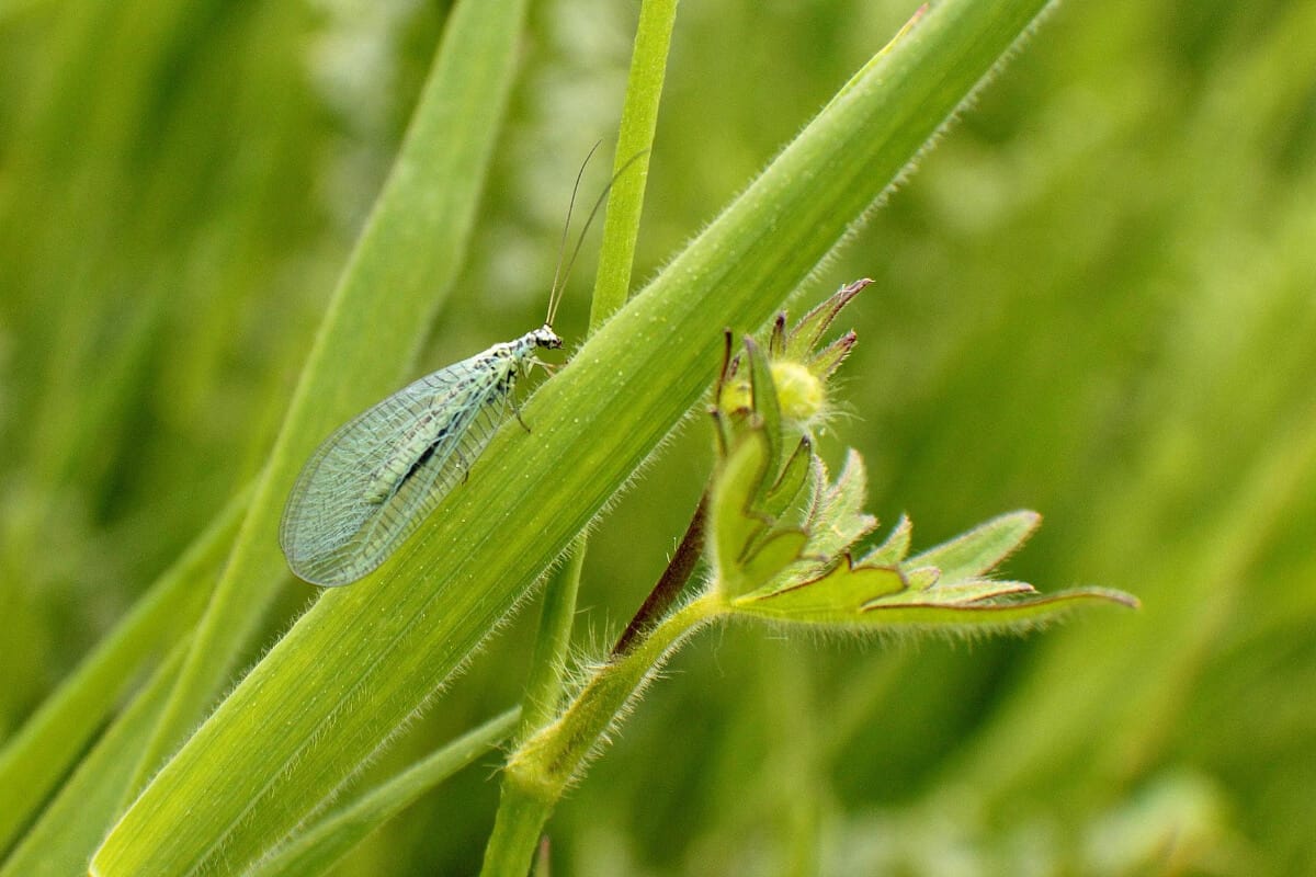 Green Lacewings