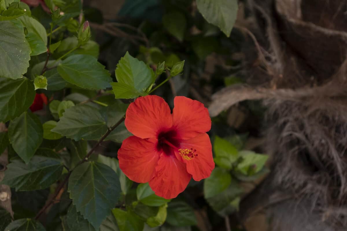 Hardy Hibiscus