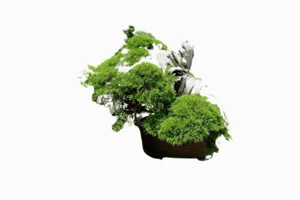 Juniper Mansei-en Nursery - Most Expensive Bonsai Tree