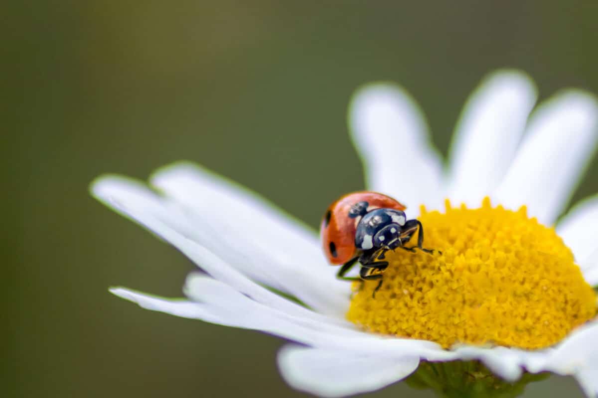 Ladybugs Have a Legendary Name