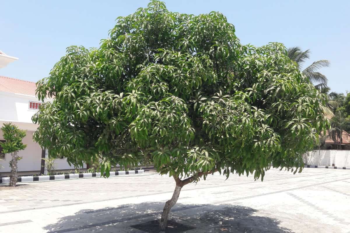 Mango Tree