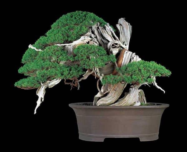 Mansei-en Juniper Bonsai Tree