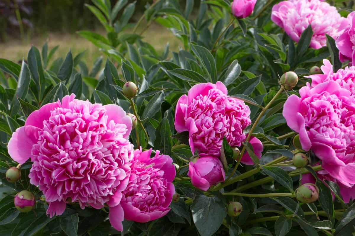 Peonies