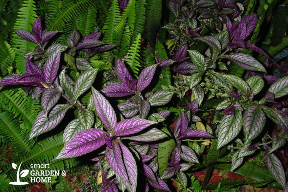 Persian Shield