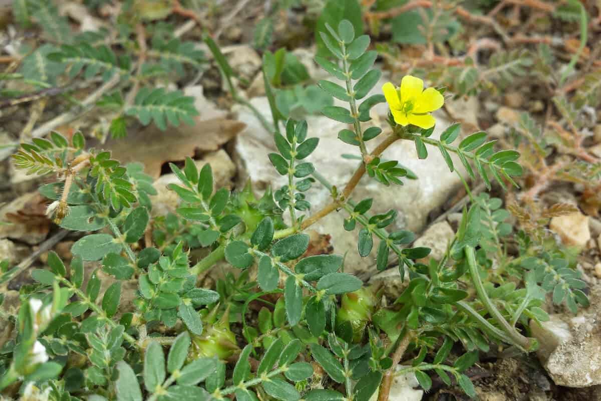 Puncture Vine