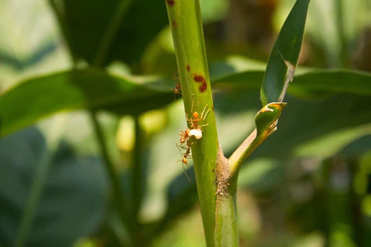 Fire Ants on Stem