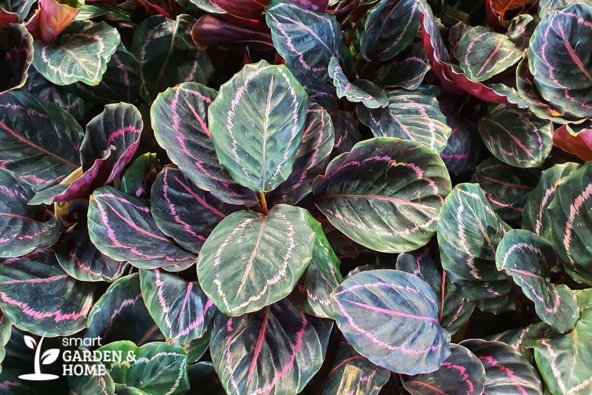 Rose Painted Calathea