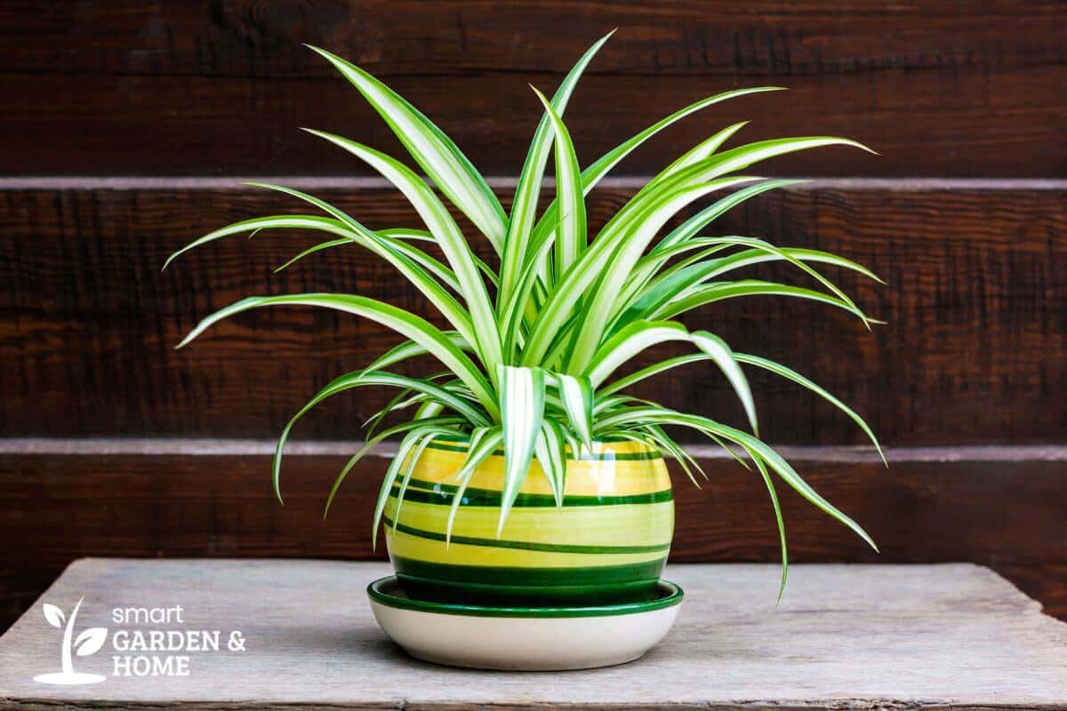 A vibrant spider plant with long, arching green and white leaves is potted in a colorful, striped yellow and green pot.