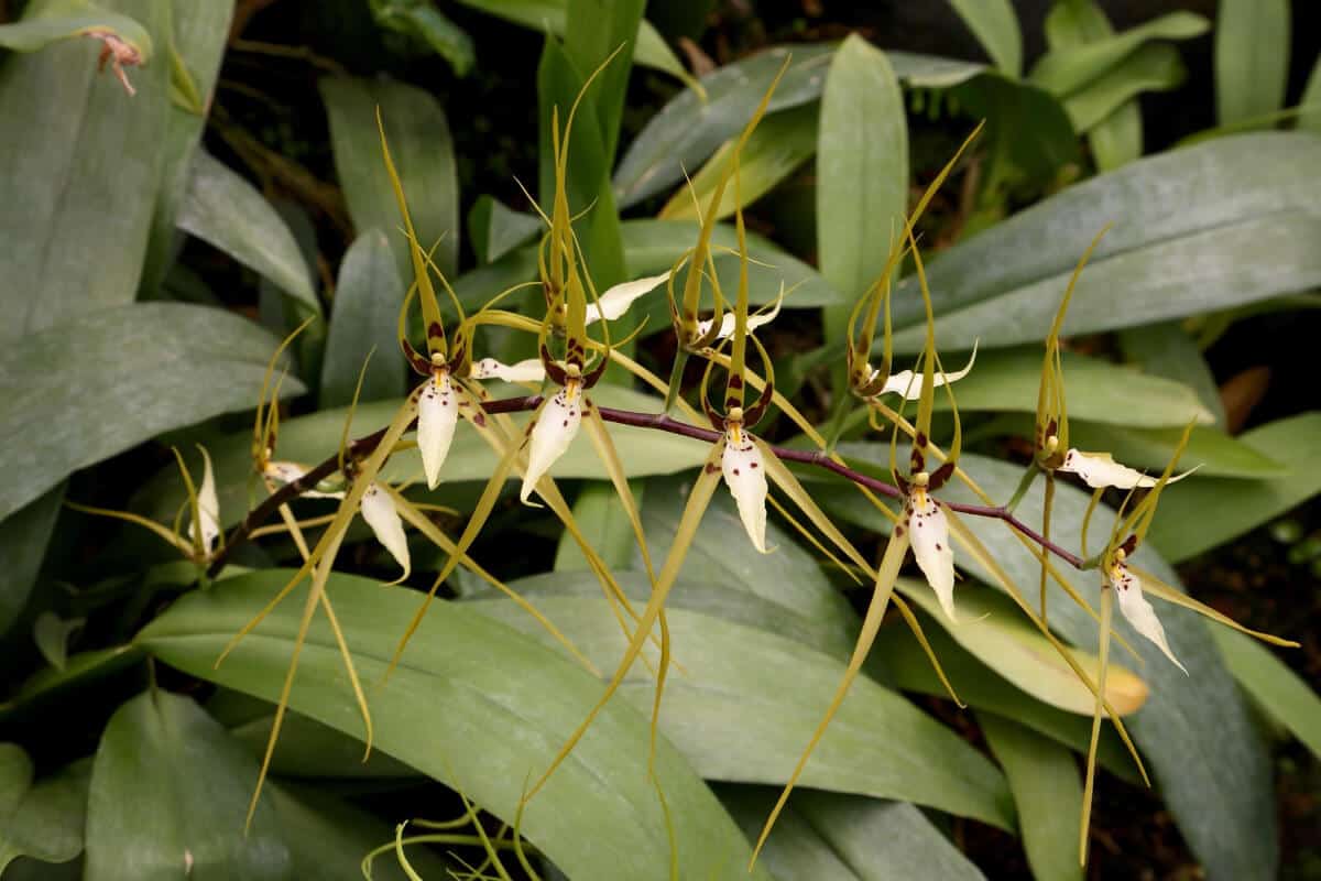 Spider Orchids